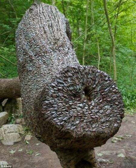 英國北約克郡驚現“搖錢樹”，樹榦上長滿硬幣
