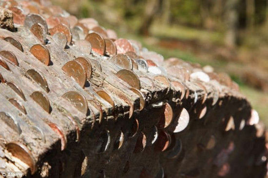 当地居民调查发现，古人认为将硬币砸进树干可消灾转运，所以诞生了一棵棵“摇钱树”