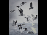 熊宇  掠過海面的鳥  布上油畫  120×150CM  2009年