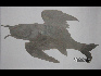 武宏 山海经四尺三裁 46×69 宣纸、水墨、水印 2009