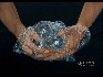 高家明（中国）/被束缚的双手/油画/2009/70厘米×100厘米