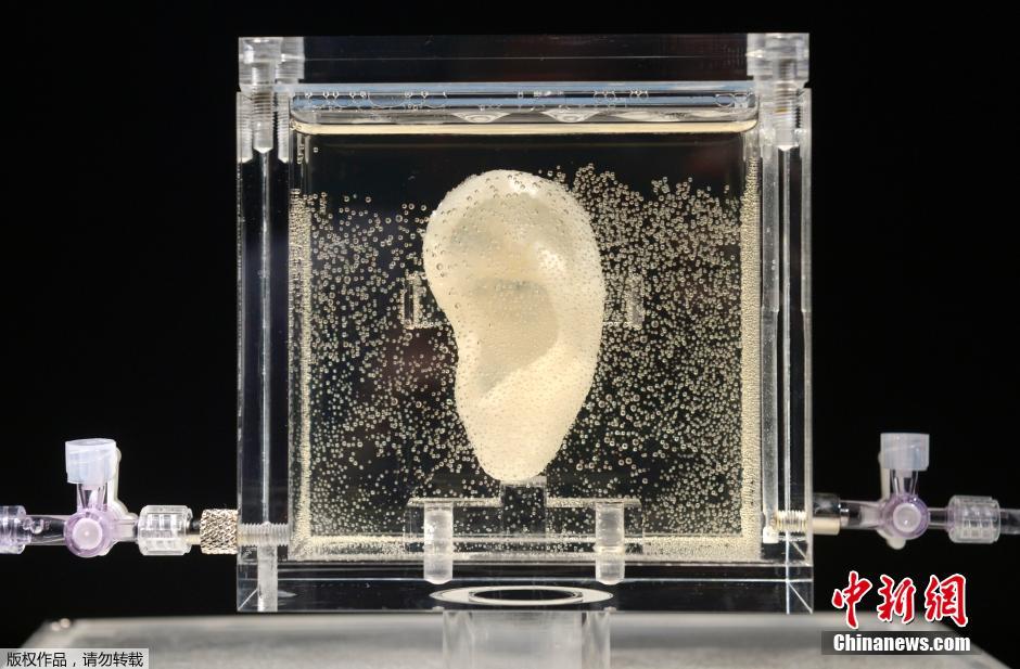 德国一博物馆借基因样本成功培育出梵高耳朵
