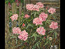季马菲耶夫 JIMAFIEEV 《庭院鲜花》 FLOWERS IN THE YARD 布面油彩 Oil on canvas 82x93cm 2006