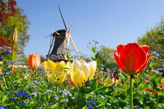 荷兰一直是郁金香的天堂