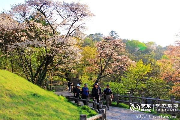 春季黄山美瞎眼 登高踏青赏花去