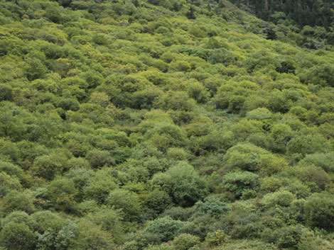 山上的植被层层叠叠